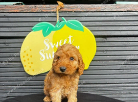 Beautiful cockapoo puppies ready now