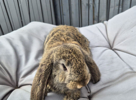 Stunning French lops for sale