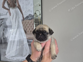 Pug puppies