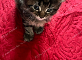 Adorable Kittens Looking for Loving Homes