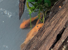 Red Bristlenose plecs
