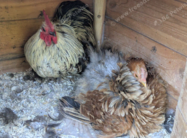 Pekin Bantam pair