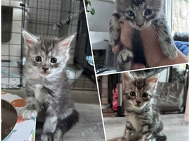 Stunning Maine Coon Kittens &ndash; 2 Girls & 1 Boy Still Available