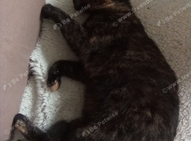Cat looking for a home