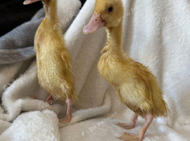 Indian runner ducklings