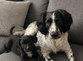 Beautiful female sprocker puppy
