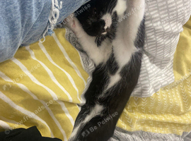 Kitten for sale