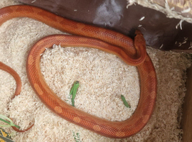Male Corn Snake