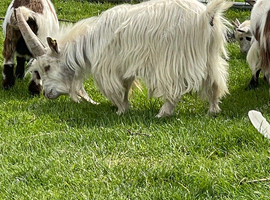 Young billy pure Pygmy