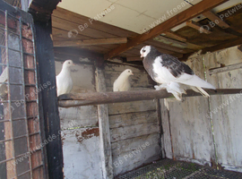 3 PIGEONS FOR SALE..
