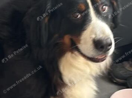Gorgeous Bernese female