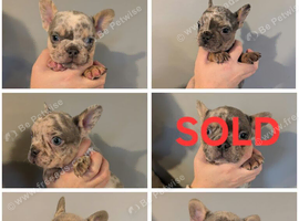 Gorgeous French bulldogs