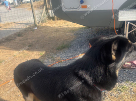 German Shepard girl 12 months old