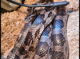 Large corn snake