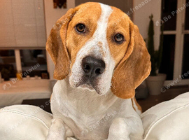 Playful loving Male Beagle for Adoption