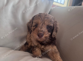 Beautiful Cockapoo Puppies Ready Soon