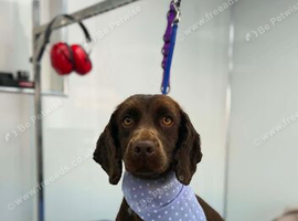 Working cocker spaniel