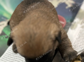 Gorgeous Cairn Terrier Puppies