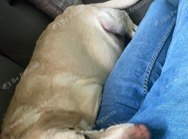Female Labrador