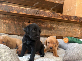 Labrador Retriever Puppies - Sweet, Playful & Full of Charm