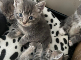 4 beautiful kittens looking for their forever home