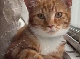 6 Month Old Ginger Male Kitten &mdash; Gentle & Good With Other Cats