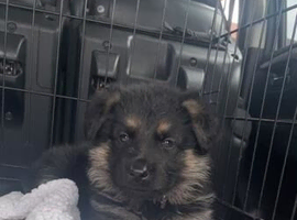 German shepherds available