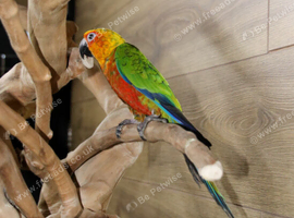 Jenday Conure, we have Jenday conures available.10
