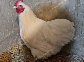 Rare white buff orpington cockerel