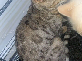 Bengal cat
