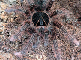 Pink Foot Goliath Birdeater Juvi ( T. Apophysis)