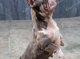 Velvet French bulldog