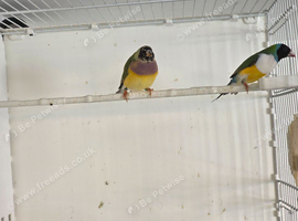 Gouldian Finch Pair