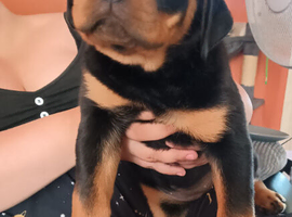 Female Rottweiler Puppy | Available 10th june