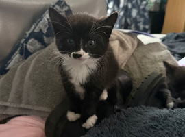Kittens READY NOW!!