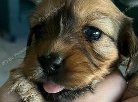 Mini Dachshund puppies- Family raised