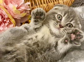 CHAMPION LINE SCOTTISH/BSH BLUE MARBLE GIRL