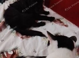 2 year old male cat