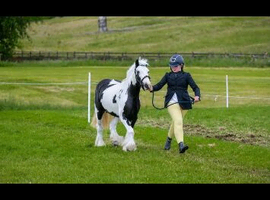 13hh cob mare riding