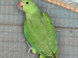 Baby ringnecks