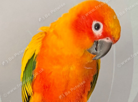 Sun conure