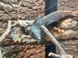 Beautiful 3 year old Male Black Tree Monitor