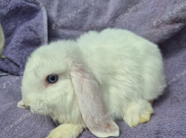 BABY MINI LOPS