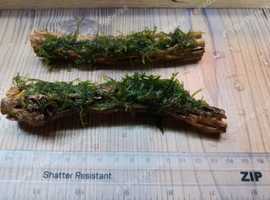 X1 Moss On Colla Wood- Bogwood -  live aquarium plant coldwater tropical