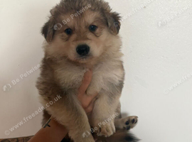 8 beautiful German shepherd pups