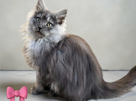 Maine coon x ragdoll 9months old kitten