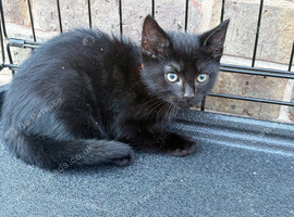 One 10 week old male kitten