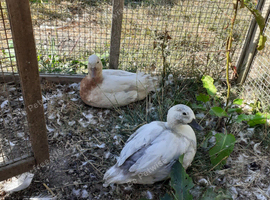 Call ducks for sale trio or pairs