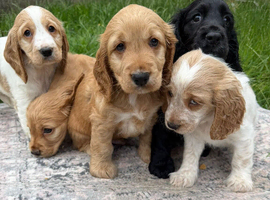 Stunning Show Type Cocker spaniel pups