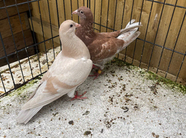 Muelumans racer pigeons for sale in Birmingham